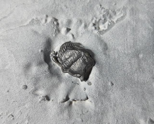 Elrathia kingii (MEEK 1870)  - Bild &copy; FossNet FossilienStore